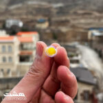 فیلتر جرم گیر سیگار